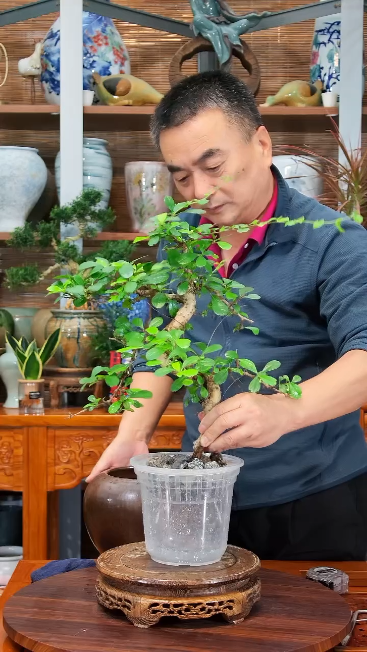 无花朵砚*水之韵水培福建茶