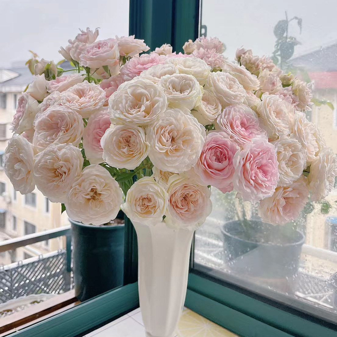 （牛家甄选）AA级花间公主多头玫瑰 云南基地现采现发 一单也包邮