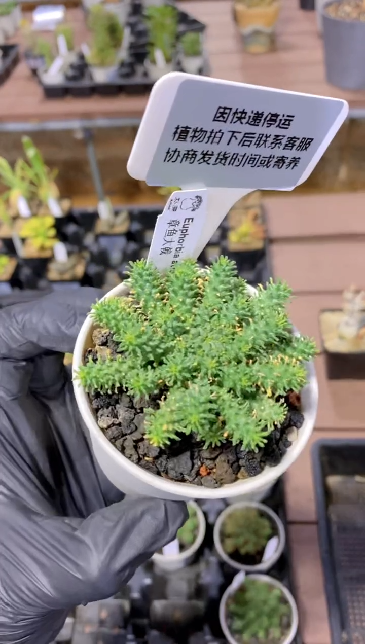 【闪购商品】章鱼大戟FB-596