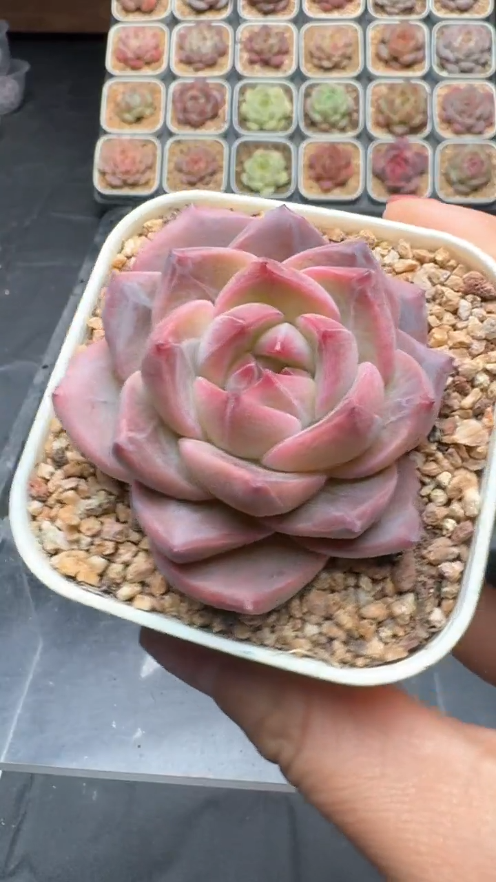 【闪购商品】089号珍妮多肉一物一拍3单包邮