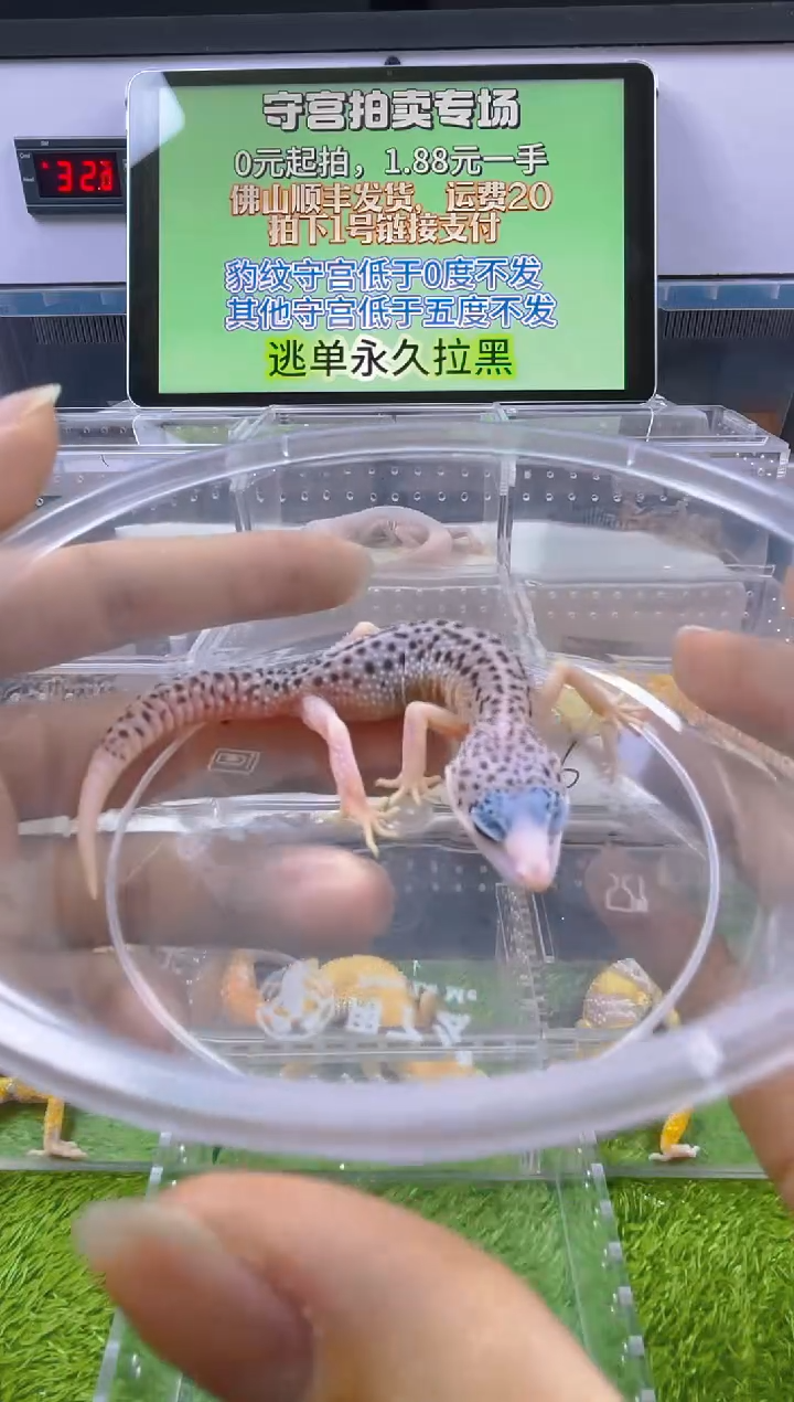 豹纹守宫豹纹守宫肥尾遛弯尾苗子亚成成体