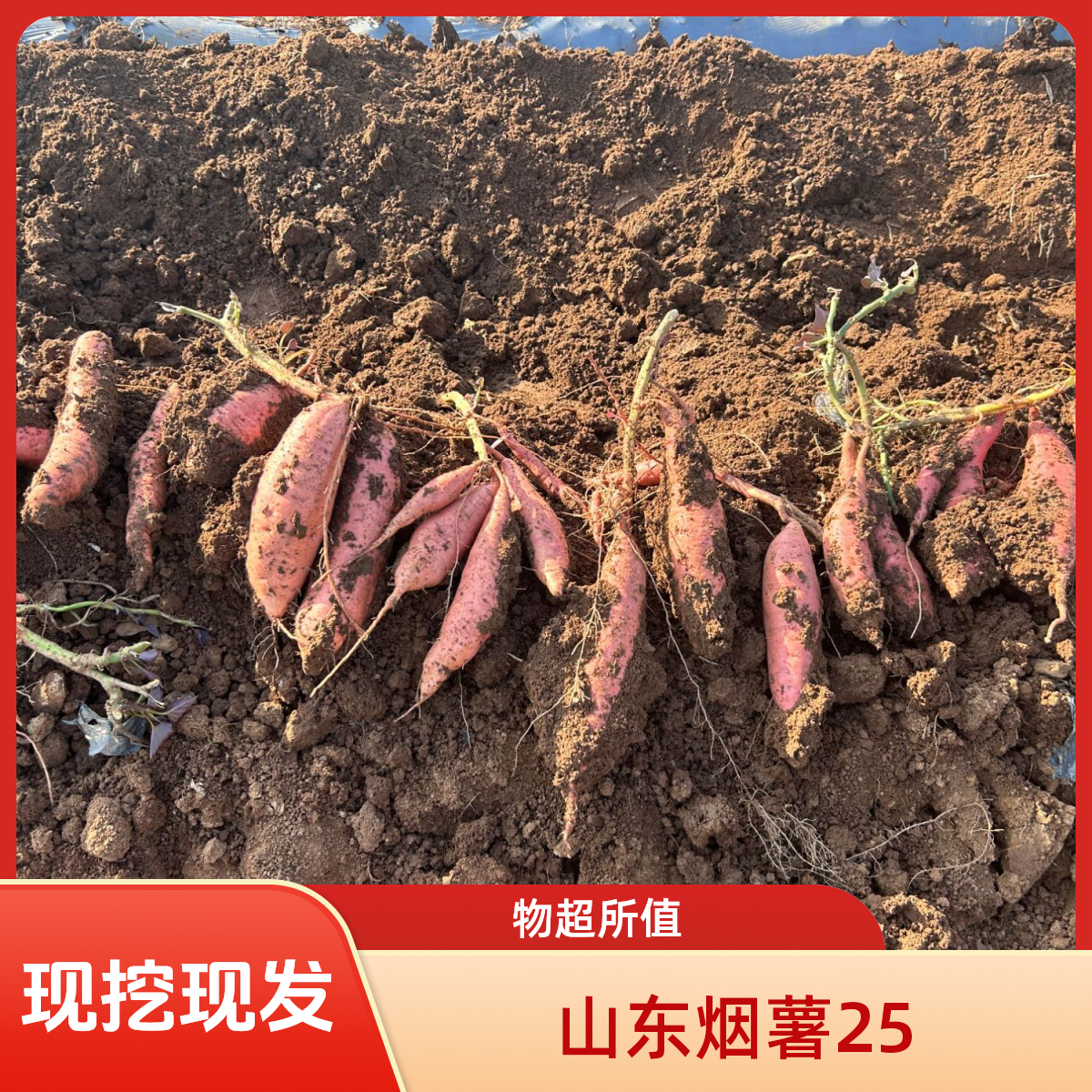 山东烟薯25现挖现发烤红薯产地直发
