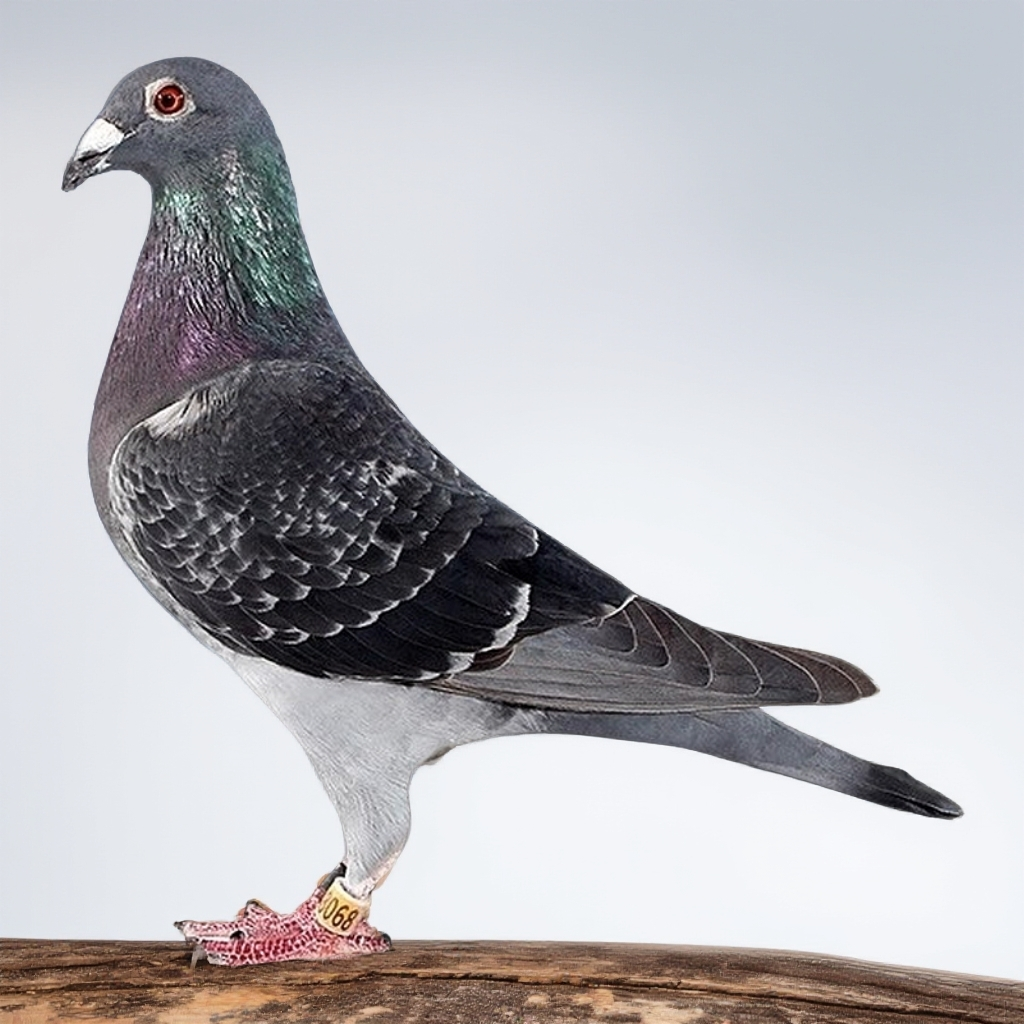 精品严选鸽 以直播间为准