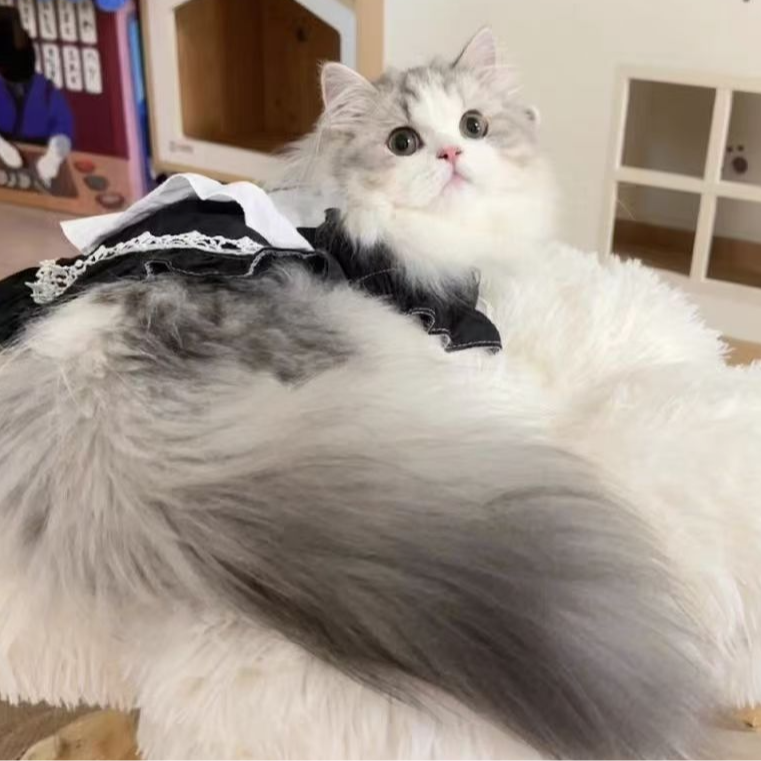 【宝莱猫苑】猫 活体链接