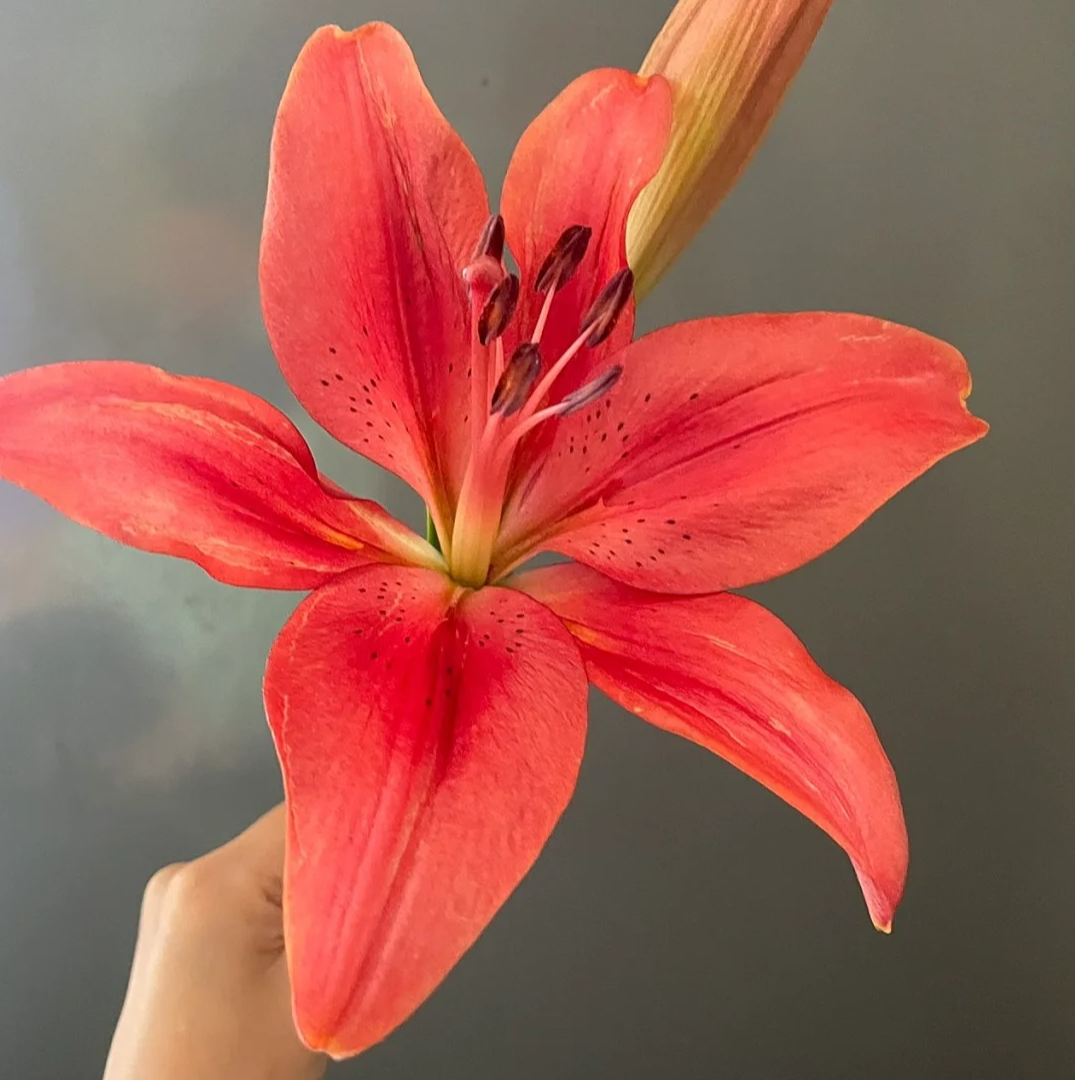 【大黑石】亚百合 一单包邮 云南鲜花昆明基地现采现发