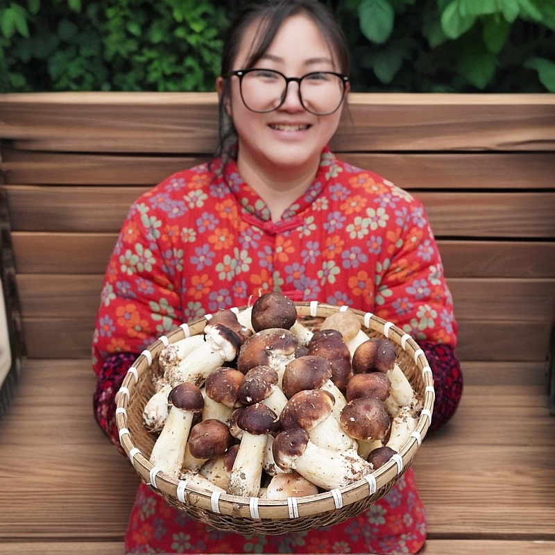 新鲜赤松茸仿野生种植桑枝松茸现采现发