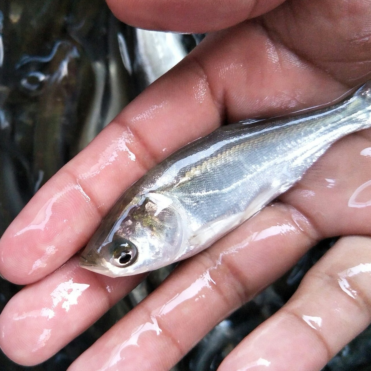 白莲 淡水活体养殖宠物观赏鱼 