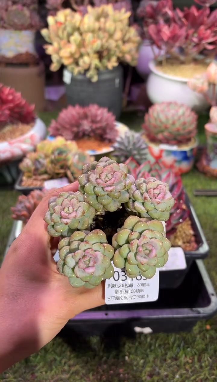 【闪购商品】03189