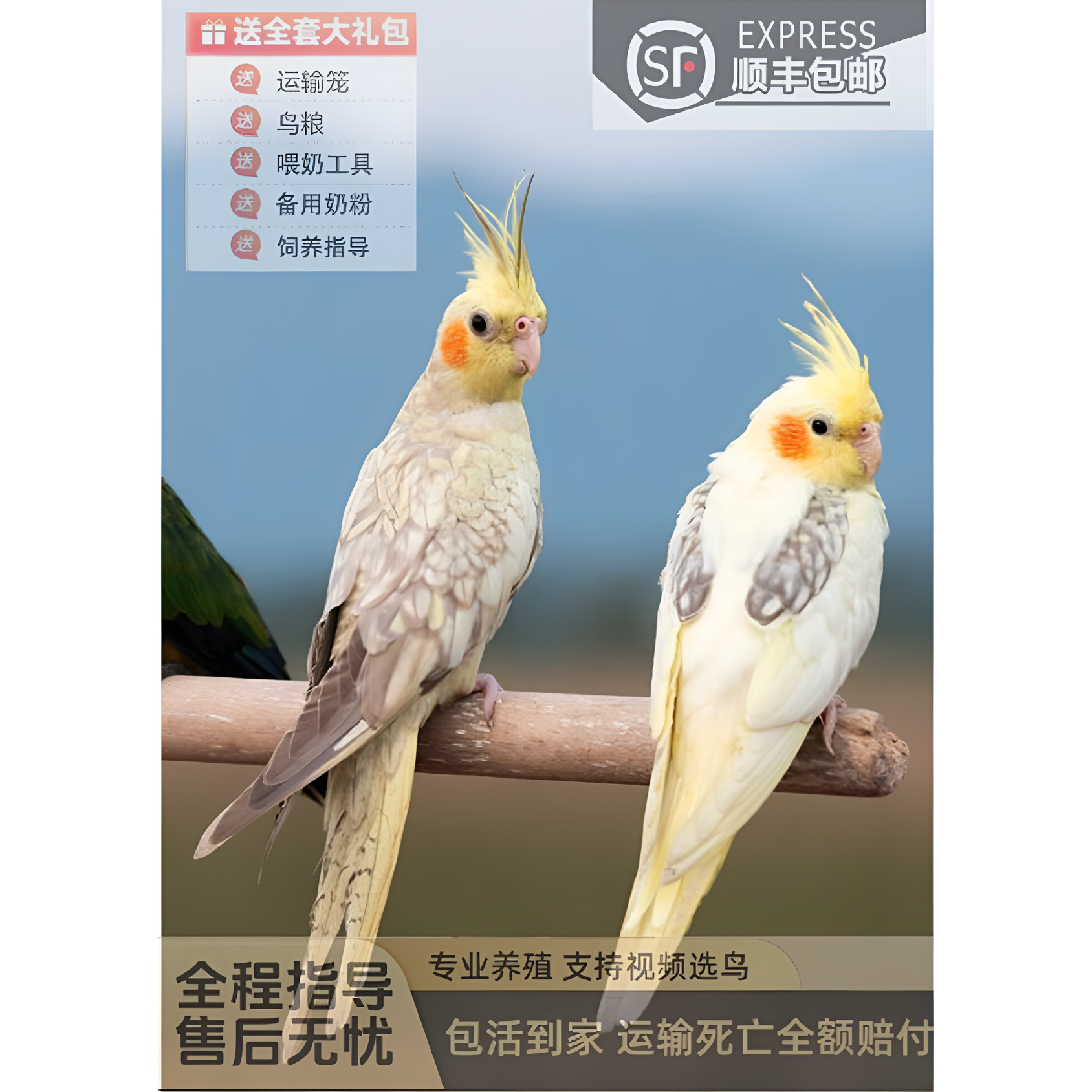 手养玄凤鹦鹉活体可学说话可繁殖适合家养的亲人宠物鸟