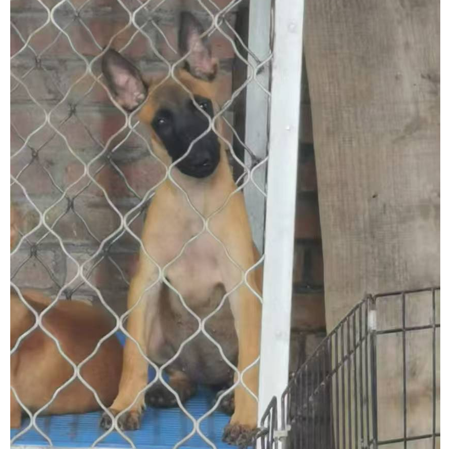 《平姐的护卫犬》T宠物狗狗活体