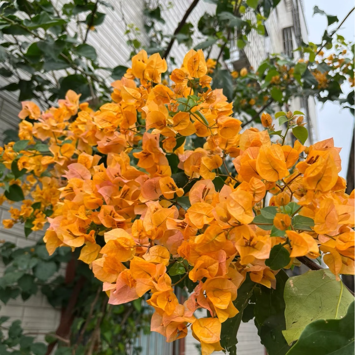 花草 加州黄金 带盆带土带花室内外金黄色观赏勤花三角梅