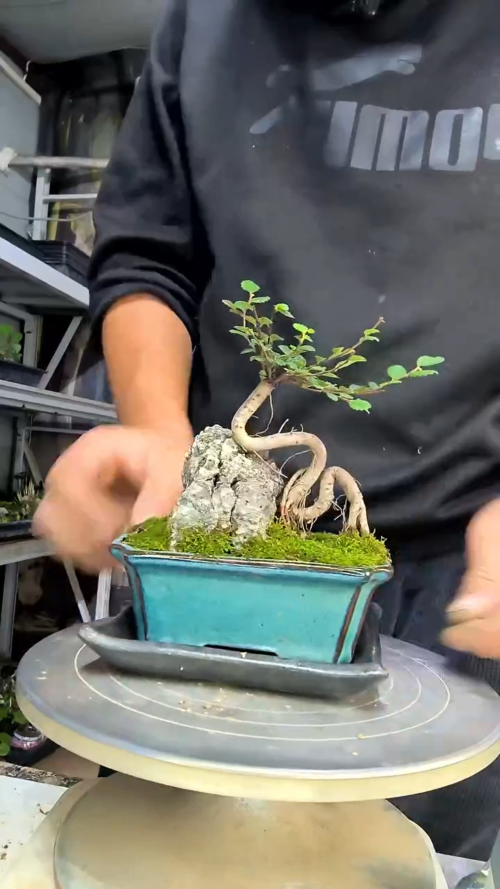 米*雪中青园艺一物一拍花402