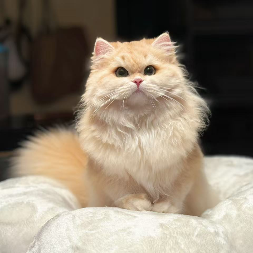 章鱼家喵宠-英国长毛短毛可爱猫咪