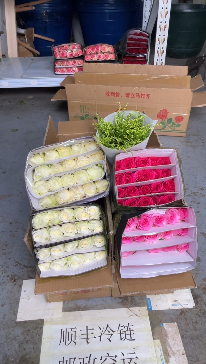 白雪山2扎+洛神1扎+佛洛依德1扎+黄莺