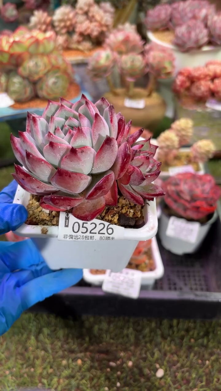 【闪购商品】05226