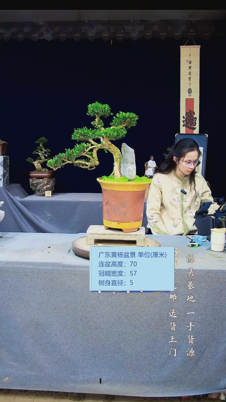 【闪购商品】雀舌黄杨盆景雀舌黄杨盆景