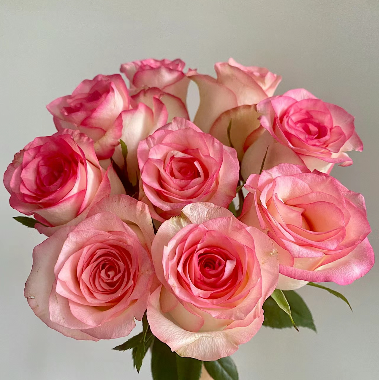 【买一送一】C级小头爱莎公主艾莎玫瑰10支 云南基地鲜花直发水养 