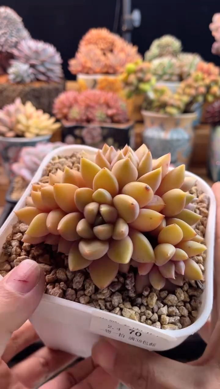 【闪购商品】2.4-70红象牙