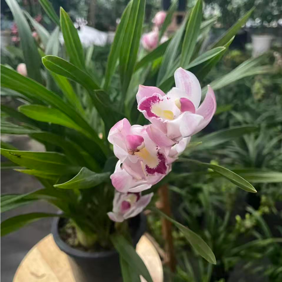 【白天鹅】粉色大花惠兰年宵花