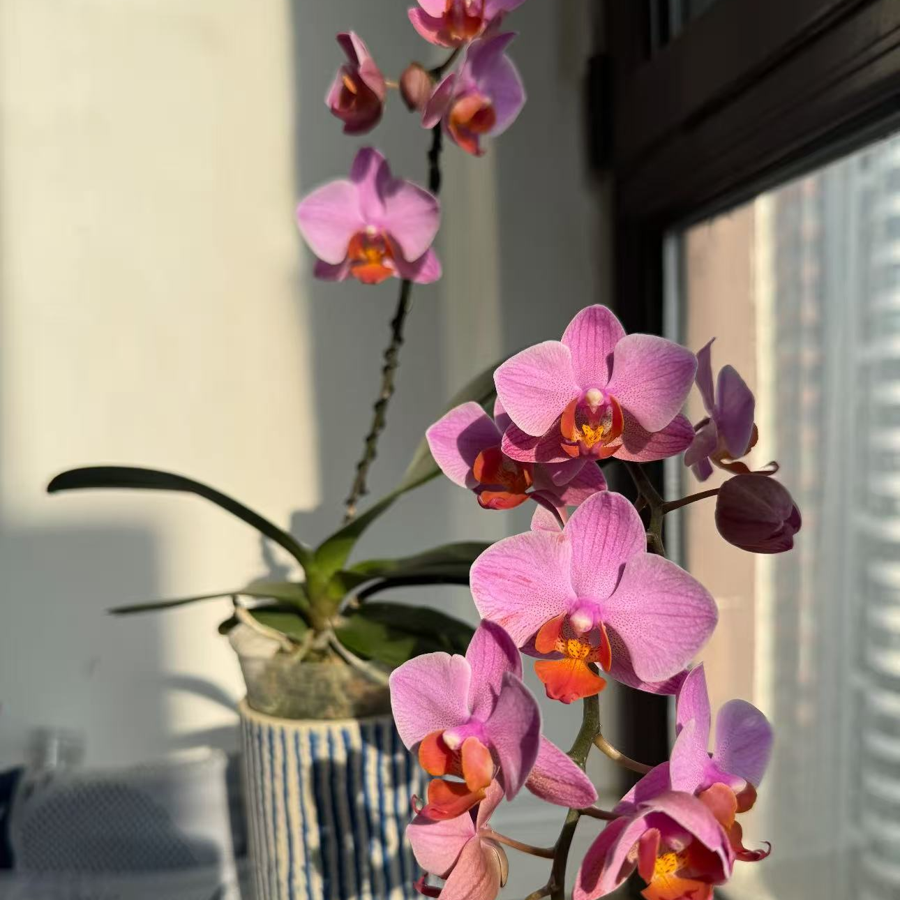 【圣罗莎】3.0寸双花剑粉红色系高品质精品蝴蝶兰