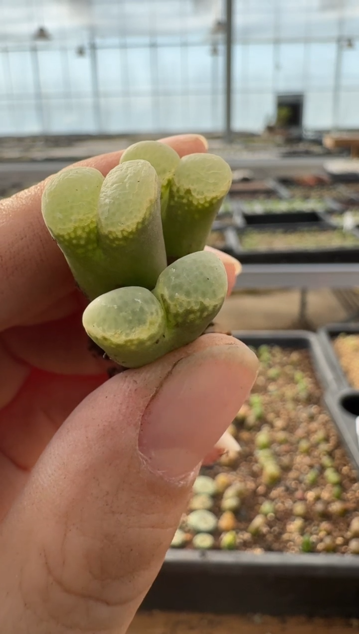 【闪购商品】7-298