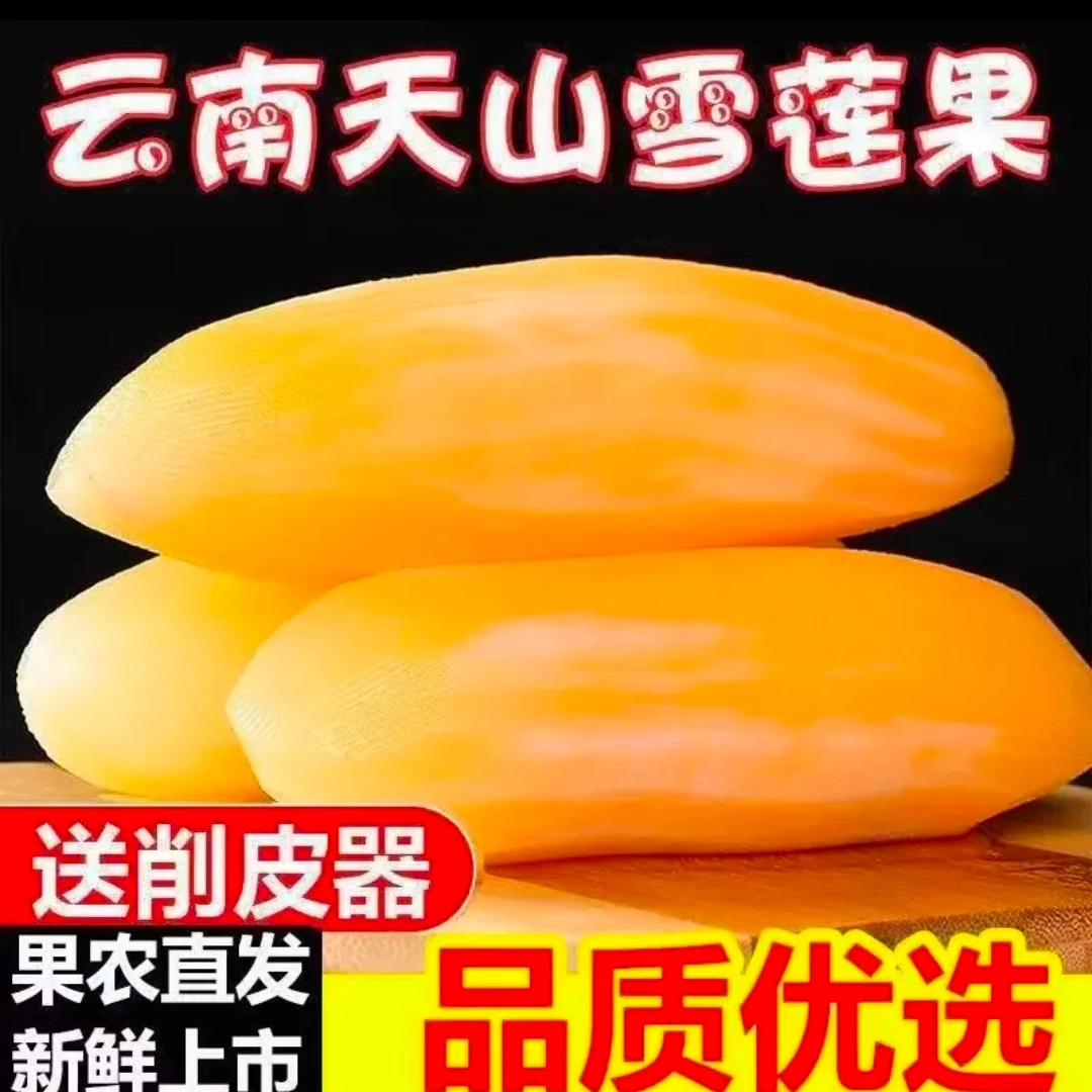 云南黄心雪莲果现挖甜脆多汁特别适合中老年水果3斤5斤9斤泥沙地