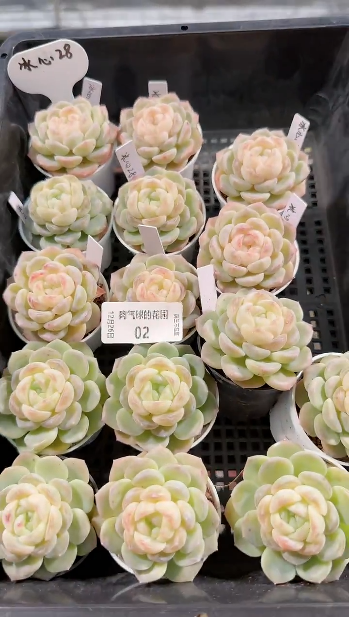 1226-02冰心28多肉量拍任意发一颗群生不包整