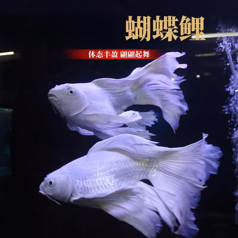 精品台系蝴蝶鲤鱼22-25蝴蝶鲤观赏鱼