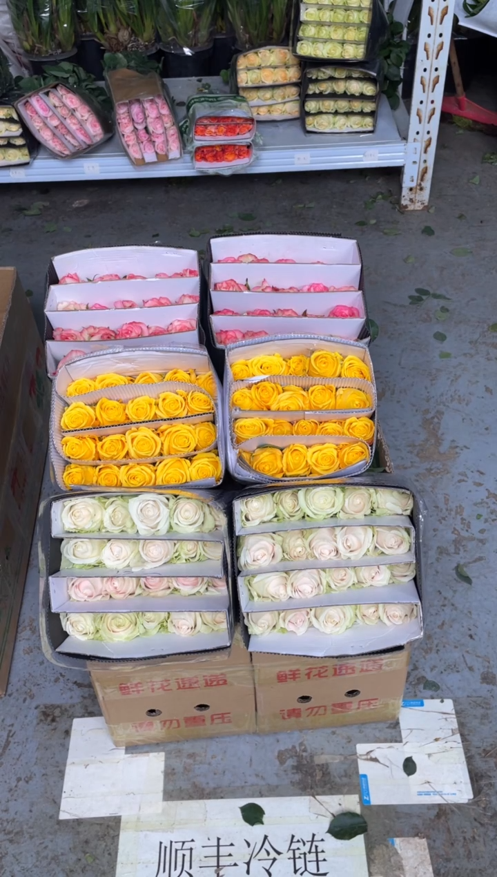 粉红20枝+金枝20枝+艾沙20枝