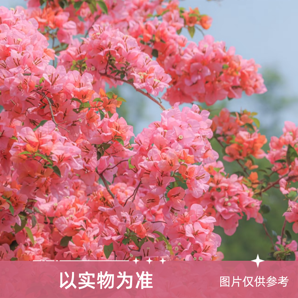 【一物一拍】三角梅勤花爆款网红垂飘带盆原土发货