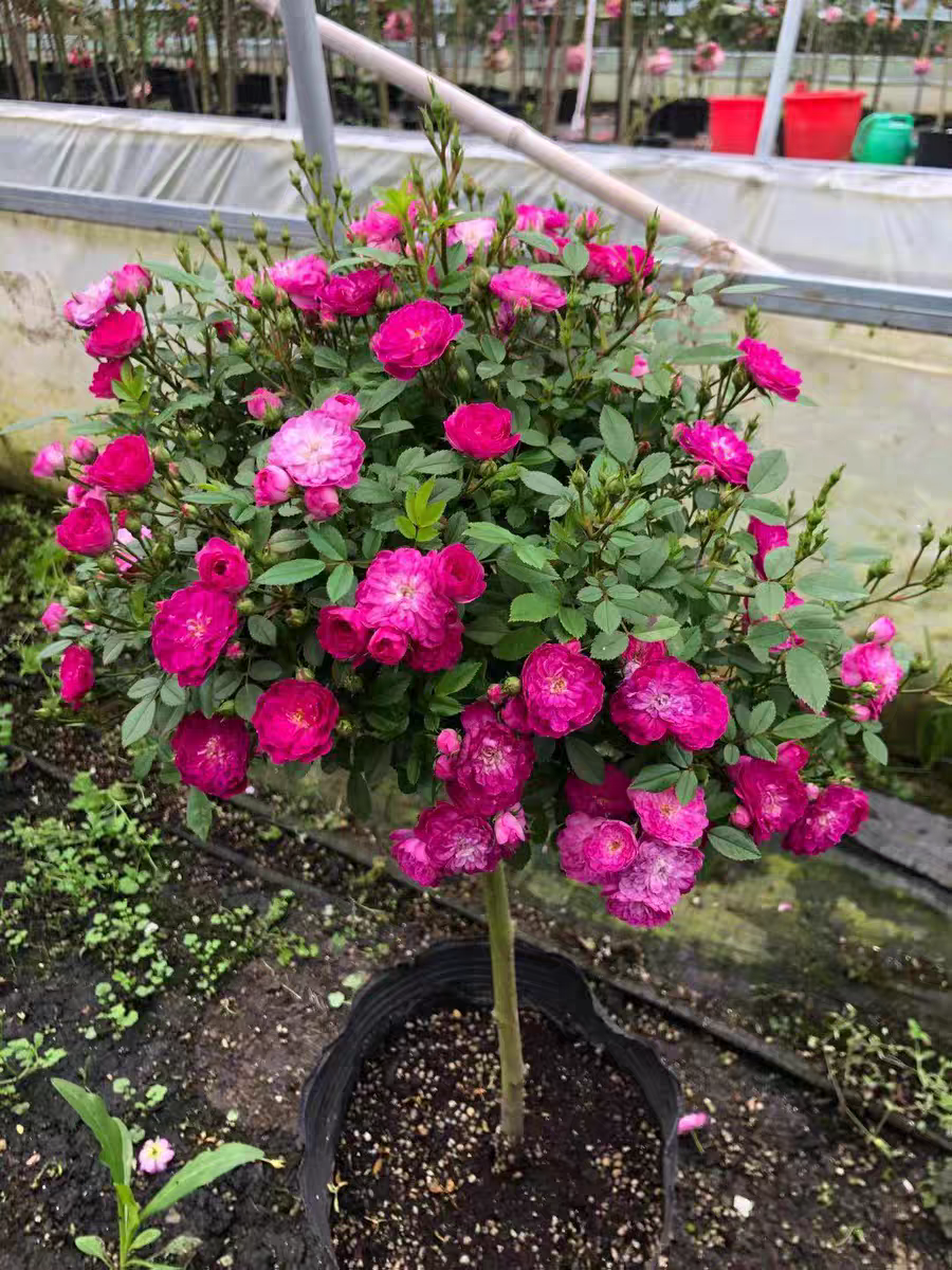 （紫红微月棒棒糖）阳台盆栽树桩树状月季花苗阳台盆栽庭院地栽