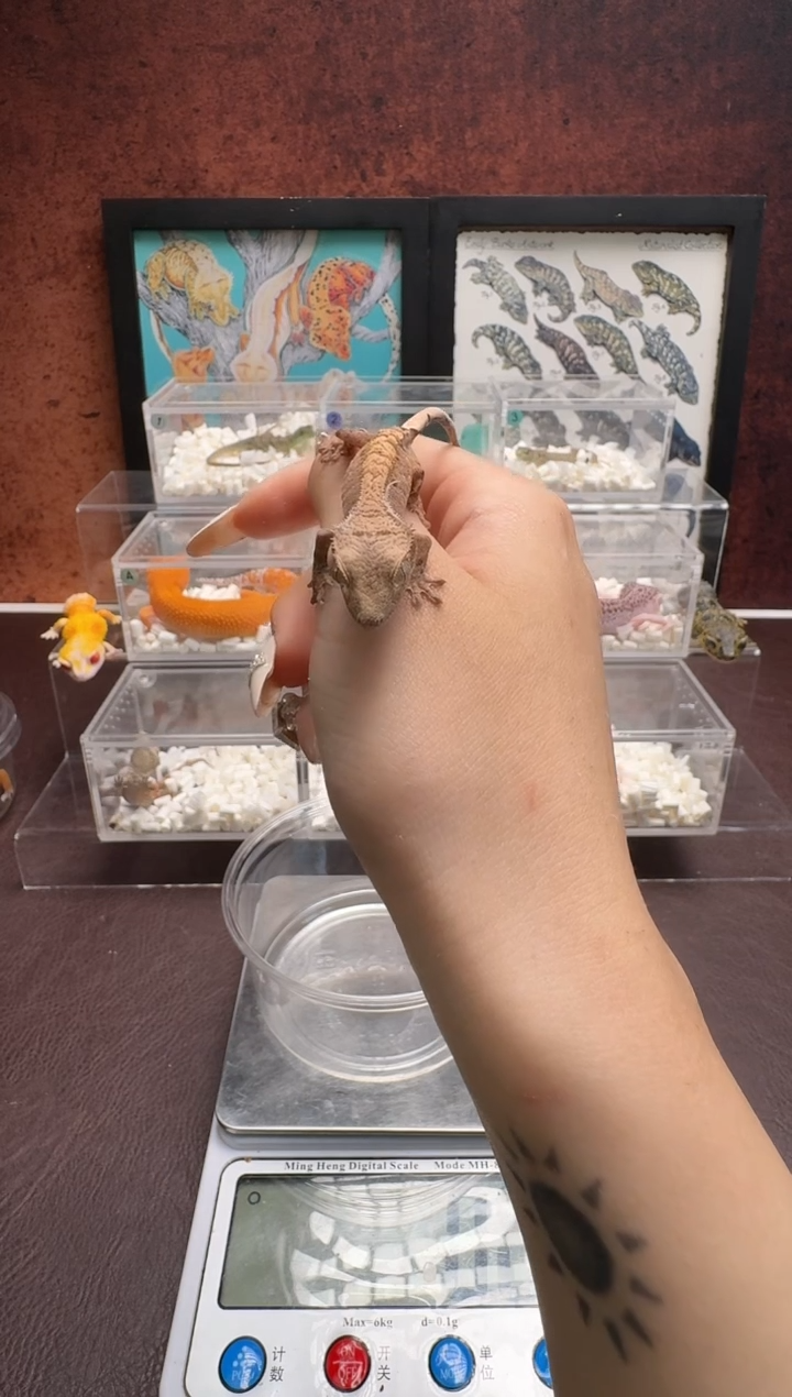 睫角守宫鳞与尾 Scale Tail 爬宠J45