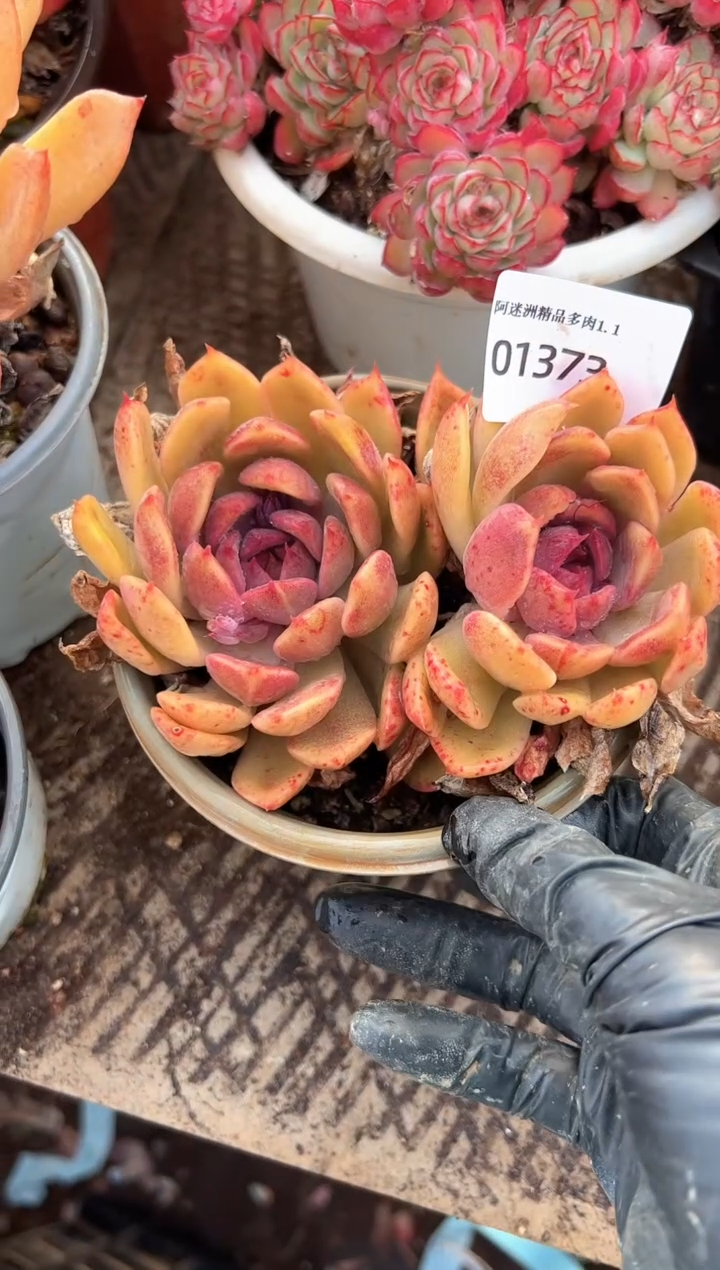 现***风多肉植物一物一拍01373