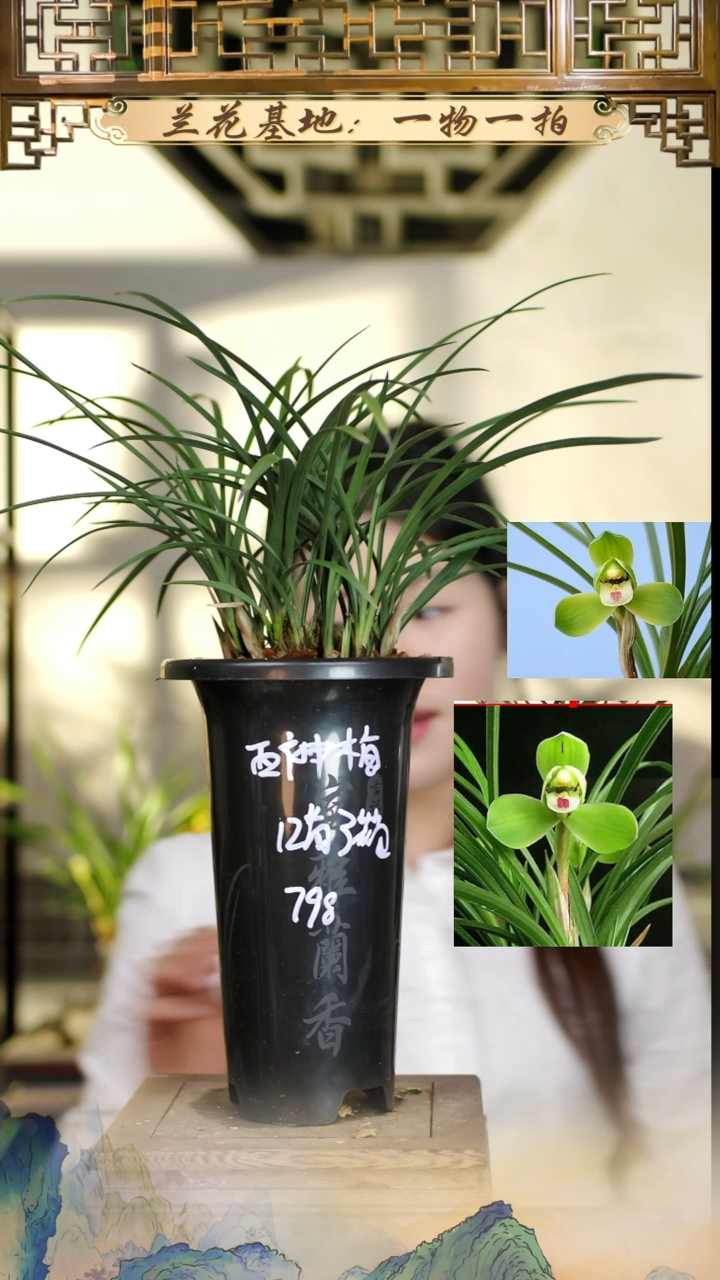 全部花苞西神梅12苗3花苞