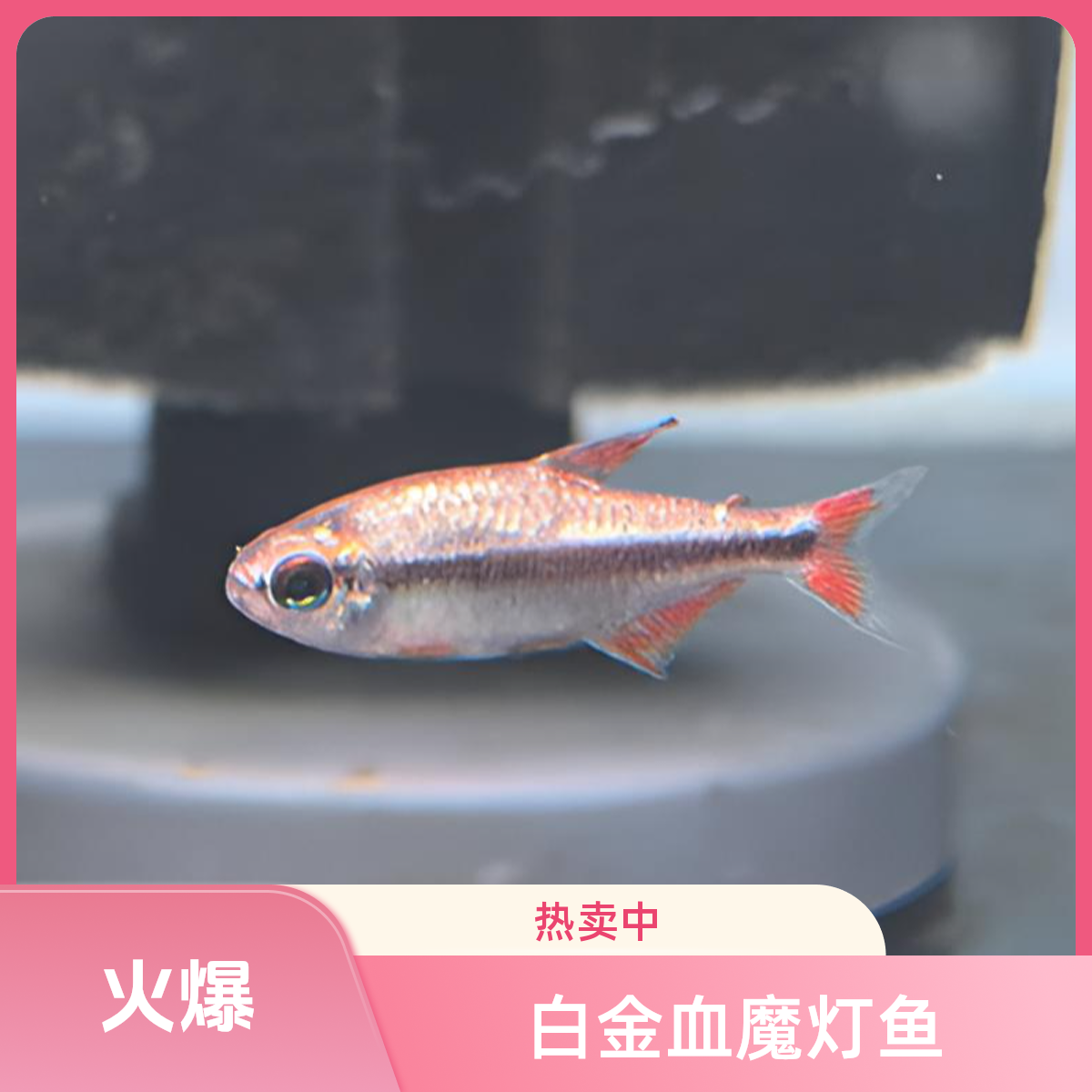 白金血魔灯鱼南美灯鱼野采灯鱼