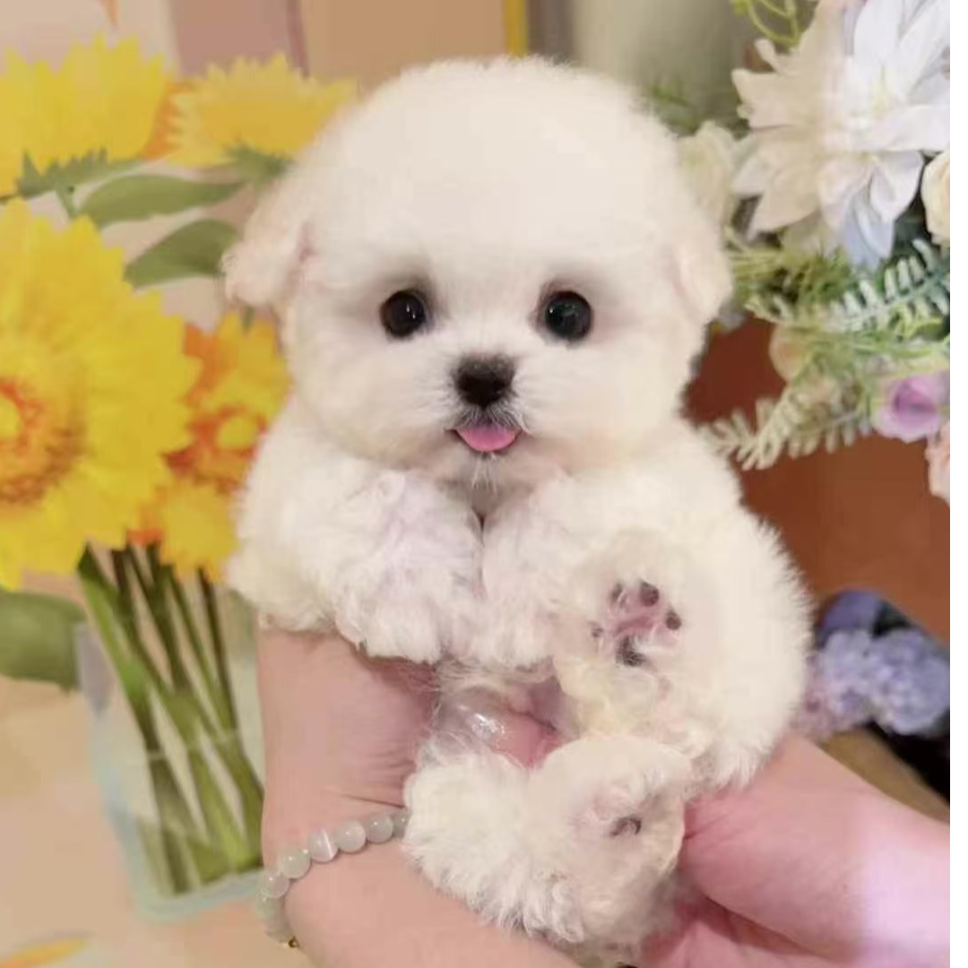 比熊狗狗宠物活体幼犬链接