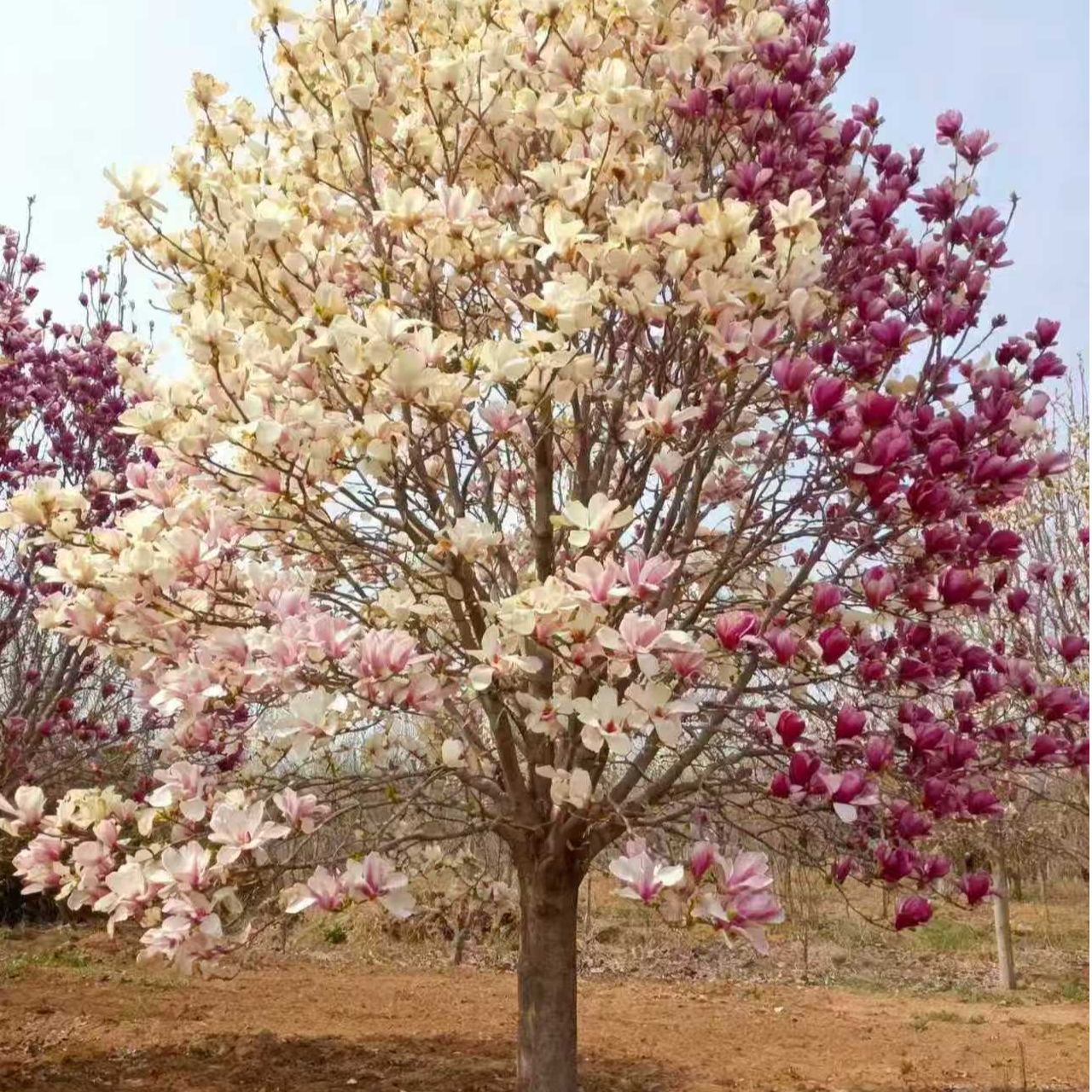 精品玉兰盆栽地栽均可种植多季开花带花苞发货