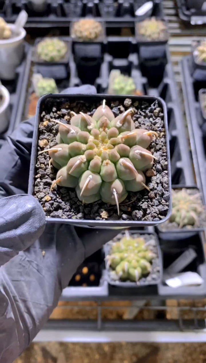 【闪购商品】一本刺FB-1004