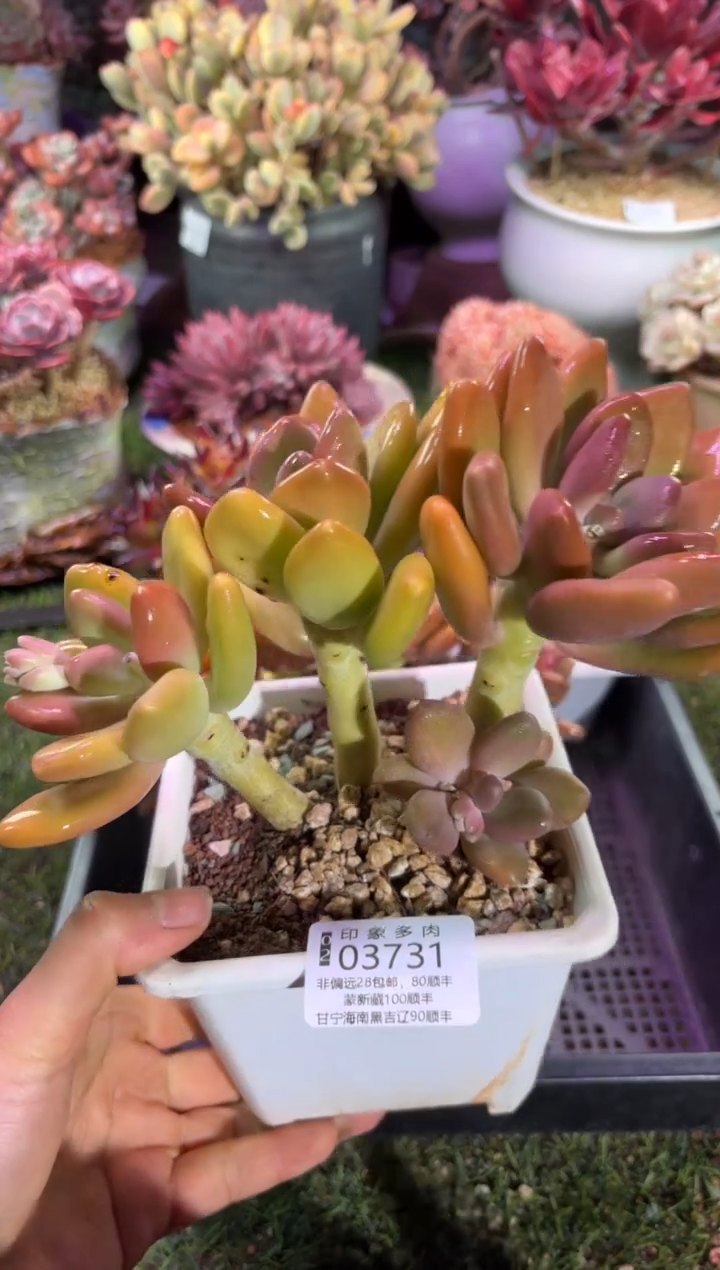 【闪购商品】03731