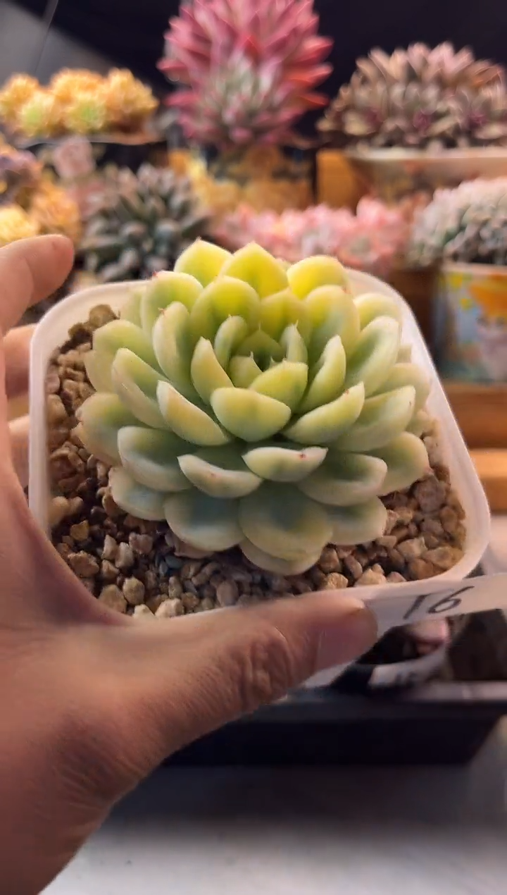 9.24-16草莓冰锦11111111111