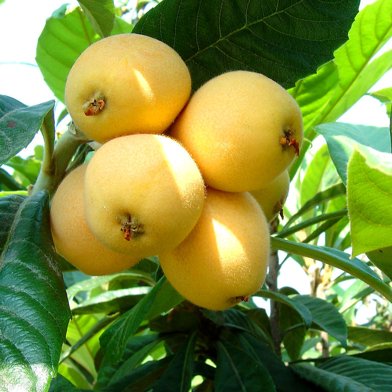 【妙妙】枇杷泡泡果芭乐等小众植物一物一拍不包活