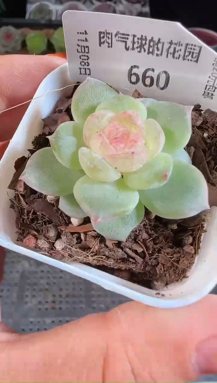 1108-660若梦麦秆群不包整