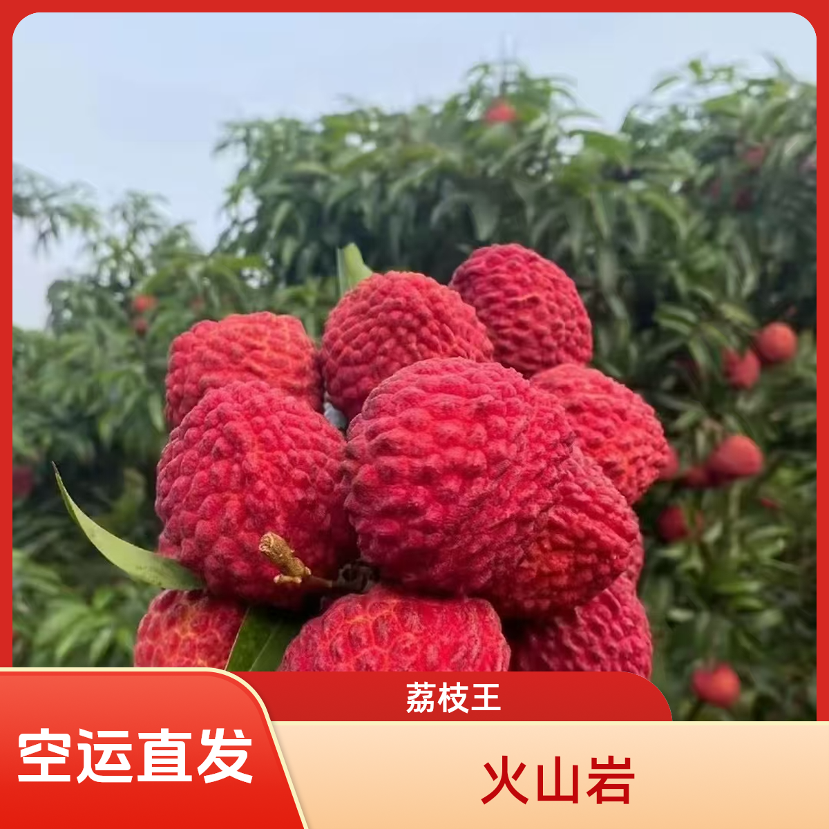 【现货顺丰/空运京东】海南永兴火山岩荔枝王《当天现摘》