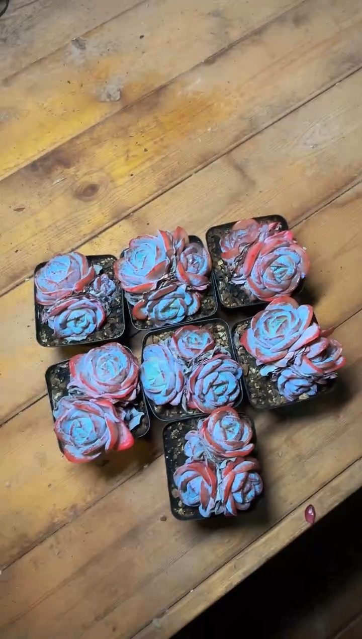 70#2-3头布鲁蓝（5-8cm）脱土