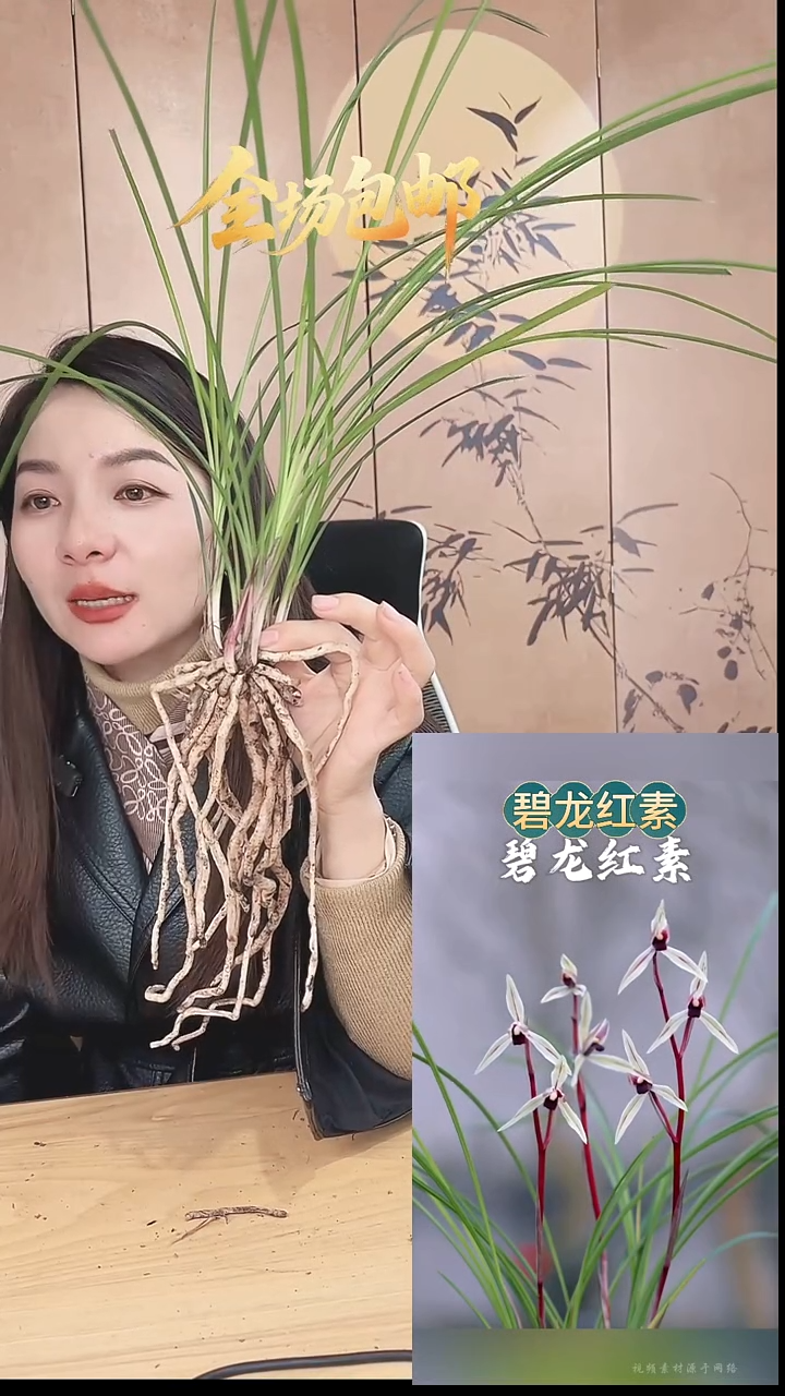 当前无花栽培后可以开花：碧龙红素