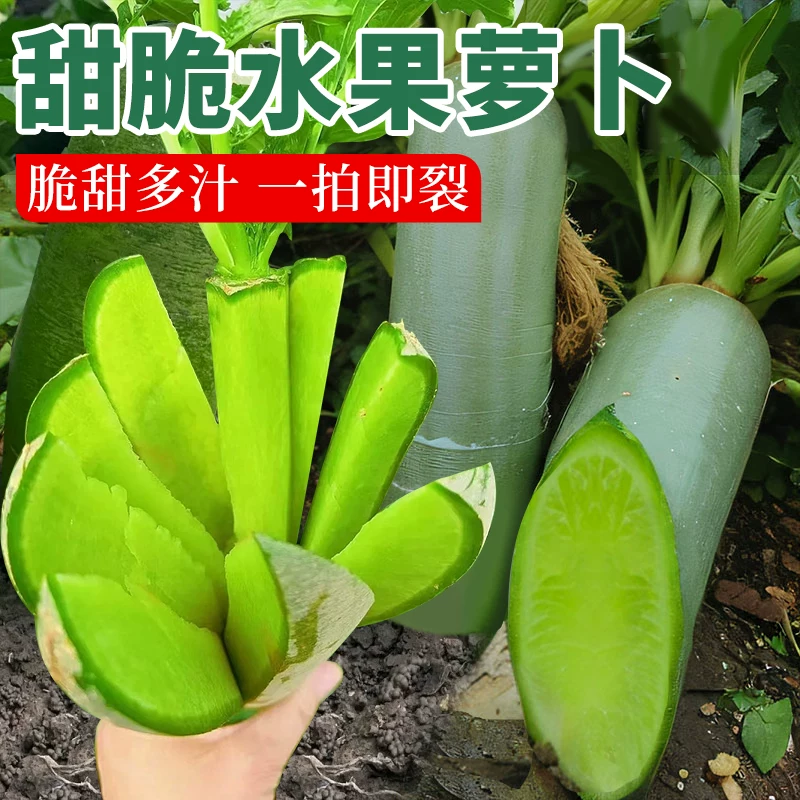 寿光水果萝卜种子青萝卜德高种籽四季可种植庭院易成活蔬菜种孑