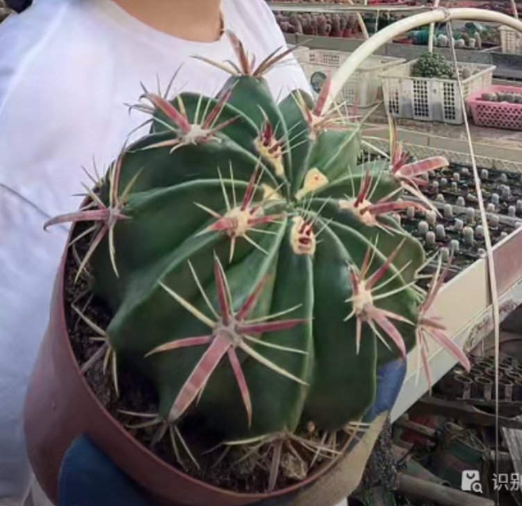 二妹园艺【 1颗  大精品宽刺日出   实生根 】脱土随机发货