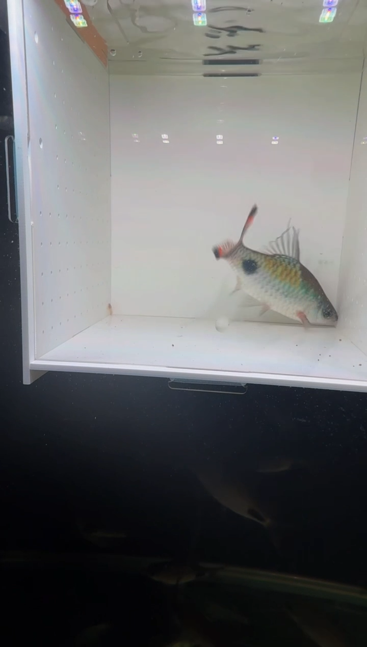 工具鱼紫红两点鲫