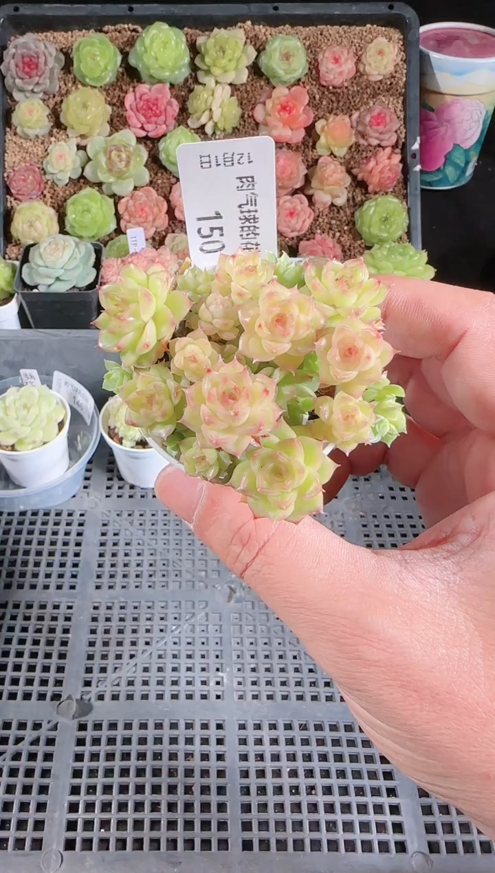  1201-150多肉群生不包整