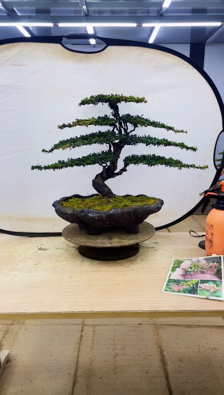 无花朵银**周000000000000000000